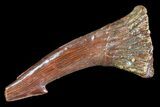 Cretaceous Giant Sawfish (Onchopristis) Rostral Barb #72745-1